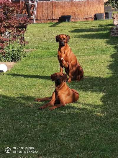 Dein Hund im Dogorama-Kalender 2021-Beitrag-Bild