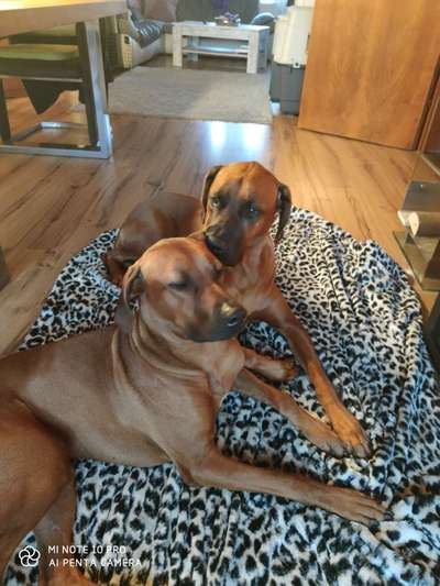 Foto Challenge - BEENDET - bitte aktuelle Challenge nutzen-Beitrag-Bild