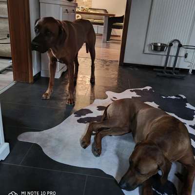 Mehrere Hunde zuhause !-Beitrag-Bild