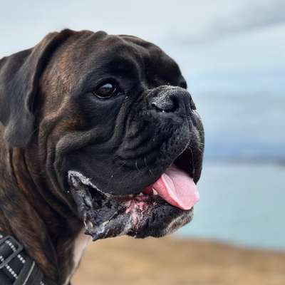Hundetreffen-🐾 Energiegeladener Spielkamerad für jungen Boxer gesucht!-Bild