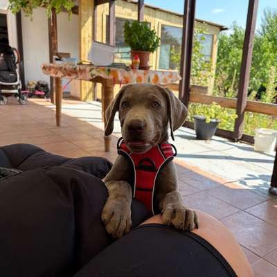 Hundetreffen-Welpentreff-Bild