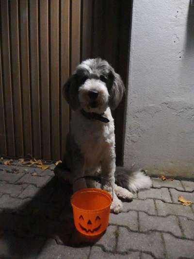 Dogorama Photo Challenge - Licht-Beitrag-Bild