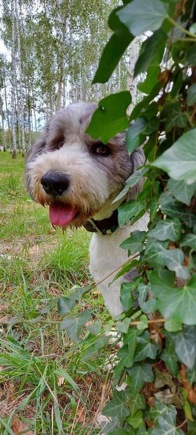 Foto -Challenge  Thema : Dein Hund Im Wald-Beitrag-Bild