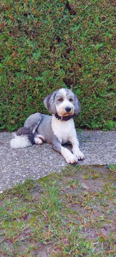 OES Bobtails-Beitrag-Bild