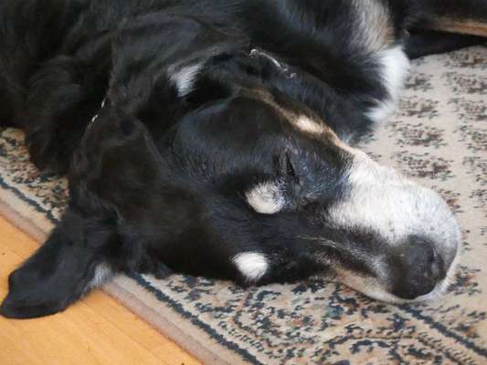 Wie alt wurden eure Hunde?-Beitrag-Bild