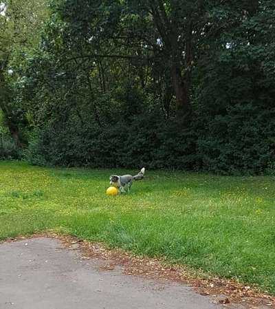 Die Dogorama Wochen Challenge-Beitrag-Bild