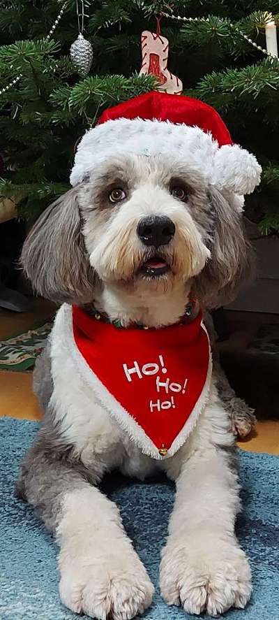 Was tragen eure Hunde zu Weihnachten?-Beitrag-Bild