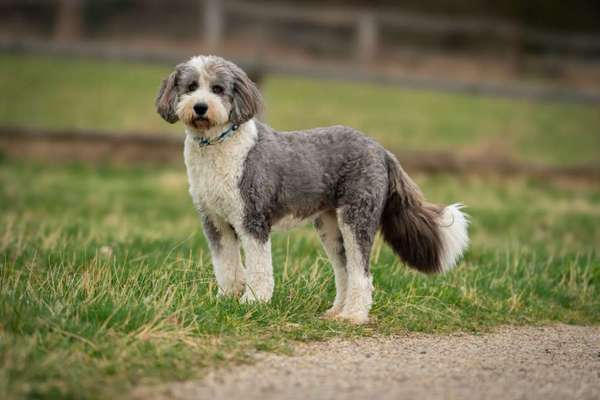 Schlappohren Suche <3-Beitrag-Bild