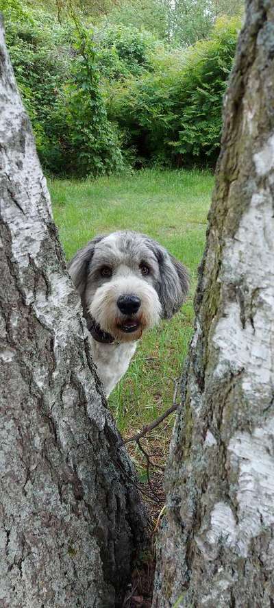 Die Dogorama Kalender Challenge Titelbild-Beitrag-Bild