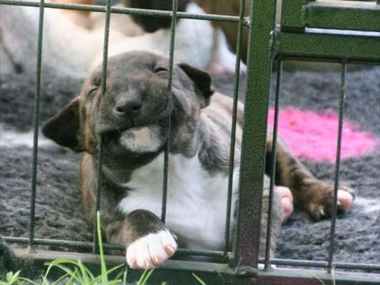 Die Dogorama-Wochen-Challenge "Die schönste Grimasse"-Beitrag-Bild