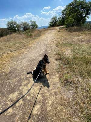 Hundeauslaufgebiet-Rheinbrohler Laach-Bild