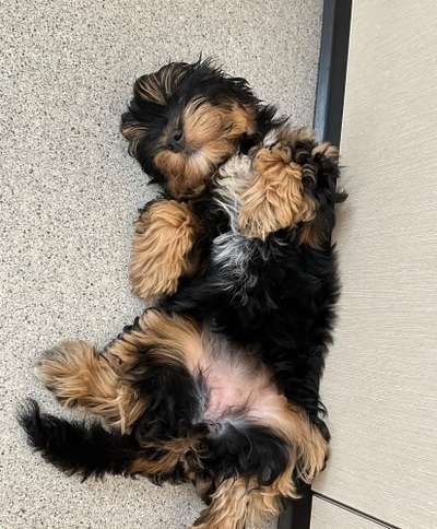 Welpen Bilder !-Beitrag-Bild