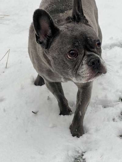 Hund hat ohne Grund in die Wohnung gemacht.-Beitrag-Bild