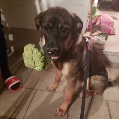 Hundetreffen-Kontakttraining & Social Walk im Münchner Osten