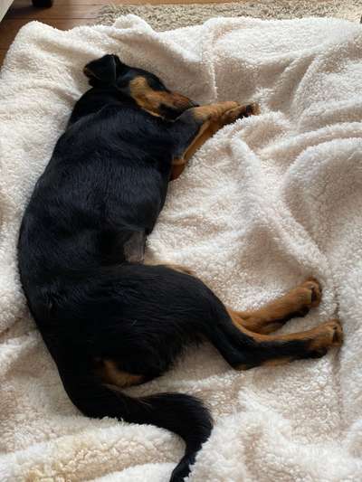 Auslandstierschutz-Beitrag-Bild