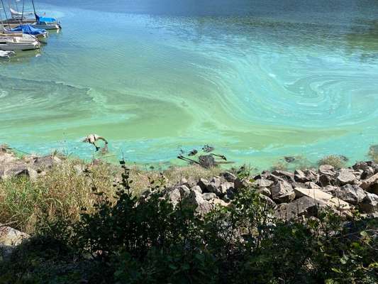 Giftköder-Blaualgen-Bild