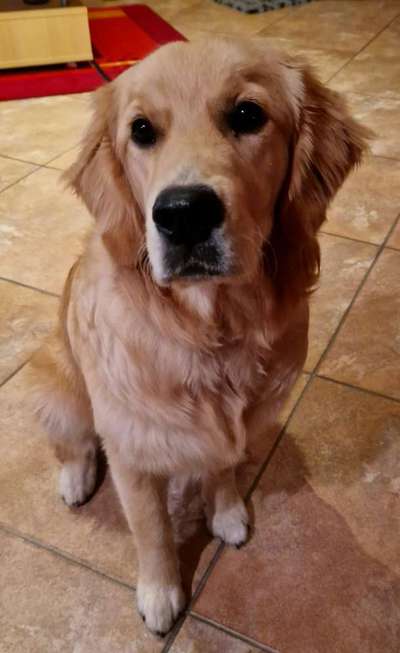 Dogorama Photo Challenge - Portrait-Beitrag-Bild