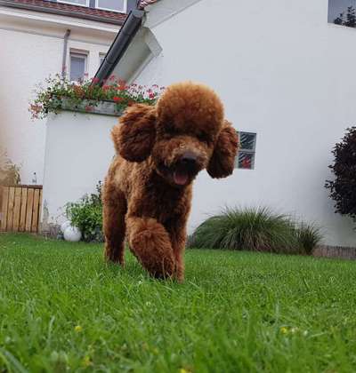 Pudel-Treffen-Beitrag-Bild