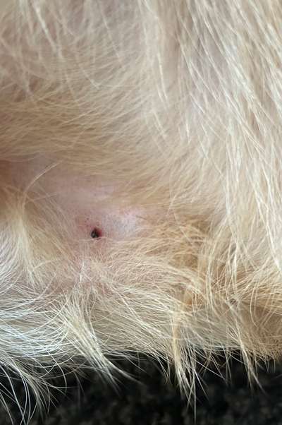 Blutende Zitze/Brustwarze Rüde-Beitrag-Bild