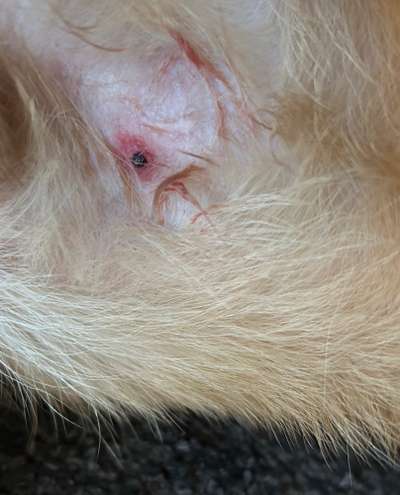 Blutende Zitze/Brustwarze Rüde-Beitrag-Bild