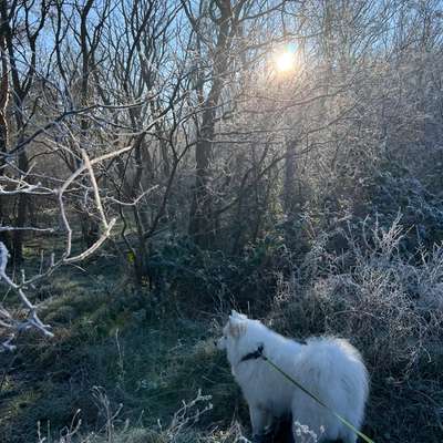 Hundetreffen-Gemeinsam spazieren gehen :)-Bild