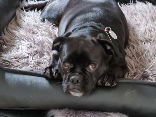 Französische Bulldoggen-Beitrag-Bild