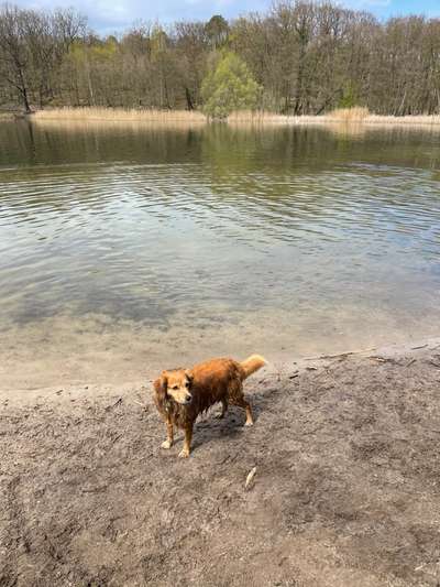 Dogorama-Monats-Challenge-Mai "Wasser"-Beitrag-Bild