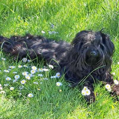 Hundetreffen-Spaziergänge rund um Wiesbaden