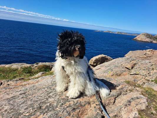 Unsere Fellnasen im Regenbogenland-Beitrag-Bild