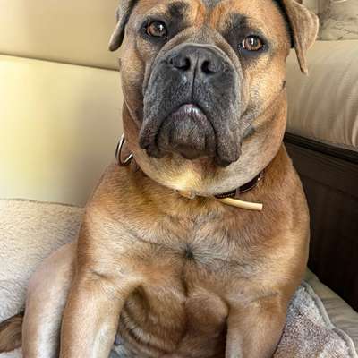 Hundetreffen-Hundetreffen Spandau-Bild