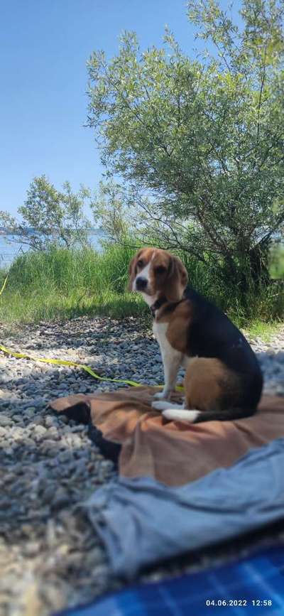 Hundetreffen-Marlo möchte gerne spielen, sehr gerne auch Mal mit einem anderen Beagle ☺️-Bild