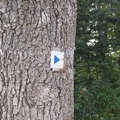 Giftköder-Eichebprozessionsspinner-Bild