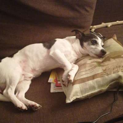 Hundetreffen-Jack Rassel-Bild