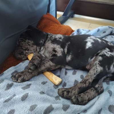 Hundetreffen-Welpen und Junghundetreffen in Wolbeck und Umgebung