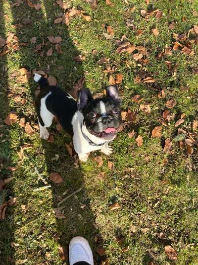 Französische Bulldoggen-Beitrag-Bild