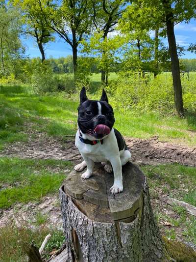 Die Dogorama Monats Challenge "Es grünt und blüht"-Beitrag-Bild