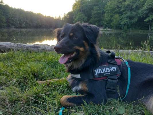 Hundetreffen-Gemeinsames Spazieren und Spielen 🐶-Bild