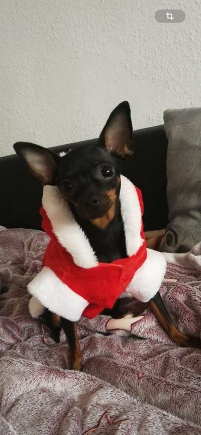 Prager Rattler-Beitrag-Bild