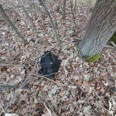 Giftköder-Totes schwarzes Huhn-Bild