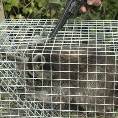 Ist Treibjagd noch zeitgemäß und mit "Hundeliebe" vereinbar?-Beitrag-Bild