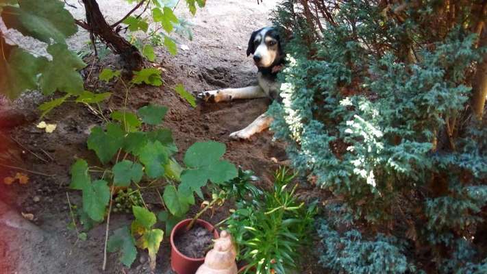 euer ältester Hund ?-Beitrag-Bild