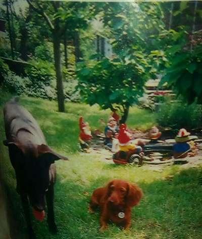 euer ältester Hund ?-Beitrag-Bild