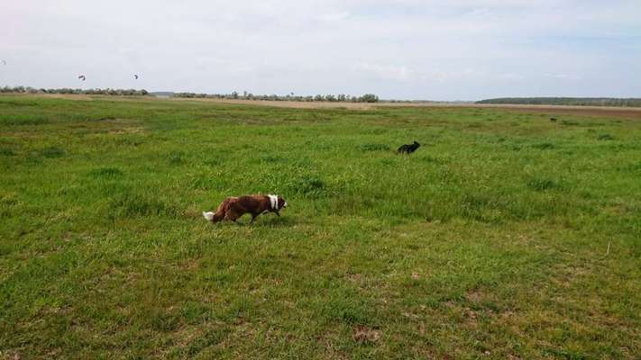 Hundeauslaufgebiet-Salzwiesen am Haff mit Strand-Bild