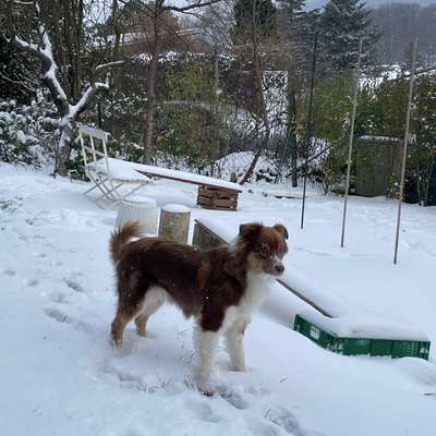 Hundetreffen-Hunderunden am Wolfersberg und Umgebung (14.Bezirk)-Bild