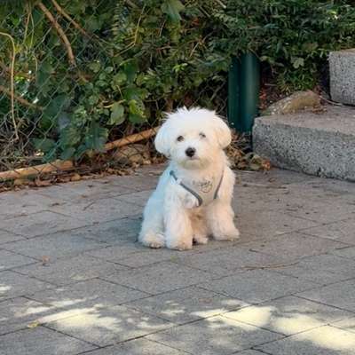 Hundetreffen-Malteser Junghund - Kontrolliertes Begegnungs-Training-Bild