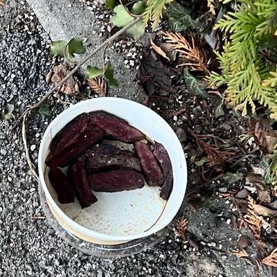 Giftköder-Fleischreste- ggf. Köder-Bild