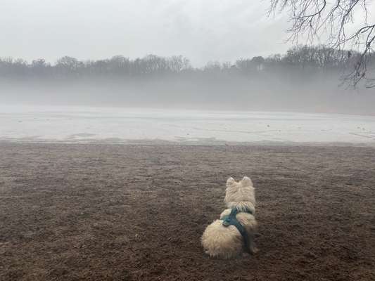 Dogorama-Monats-Challenge-Mai "Wasser"-Beitrag-Bild