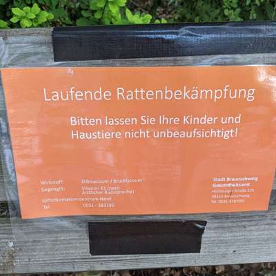 Giftköder-Rattengift-Bild