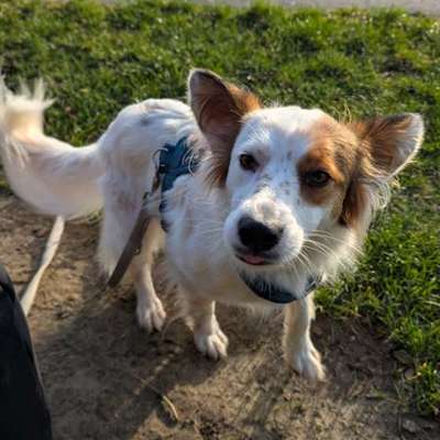 Hundetreffen-Gemeinsames Spazierengehen🐶-Bild