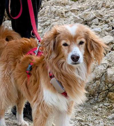 Hundetreffen-Senioren-Gassirunde für ältere Hunde-Bild